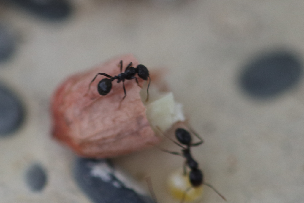 原生收获蚁分化-小工照片图