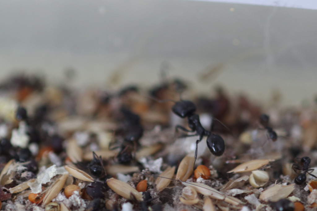 原生收获蚁分化-特化工蚁照片图