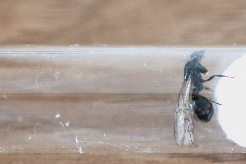 原生收获蚁雌性繁殖蚁（公主蚁）照片
